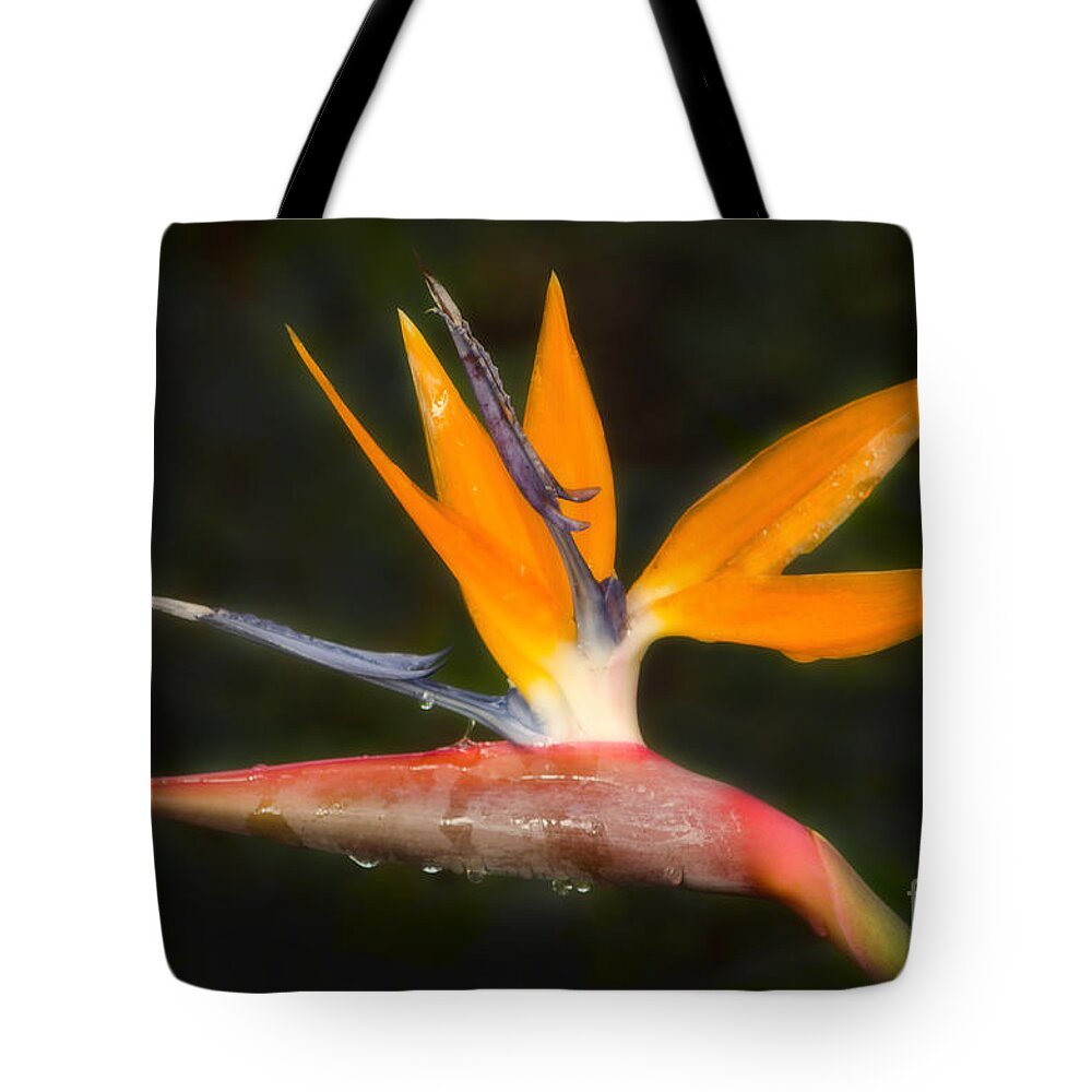 Paradise Tote Bag featuring the photograph Bird of Paradise by Donna Greene