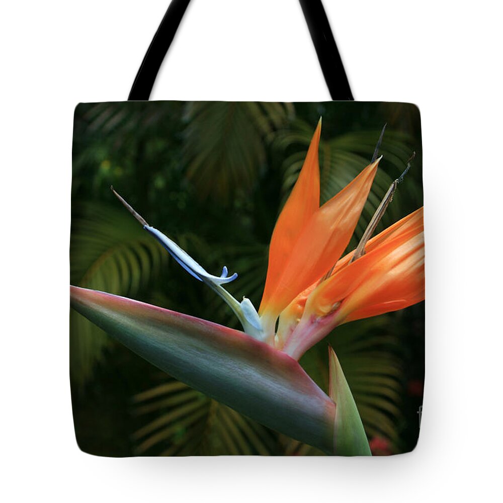Aloha Tote Bag featuring the photograph Bird of Paradise - Strelitzea reginae - Tropical Flowers of Hawaii by Sharon Mau