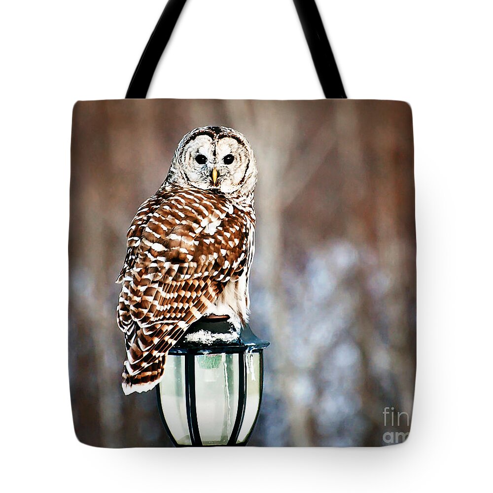 Barred Owl Print Tote Bag featuring the photograph Bird of Prey Barred Owl by Gwen Gibson