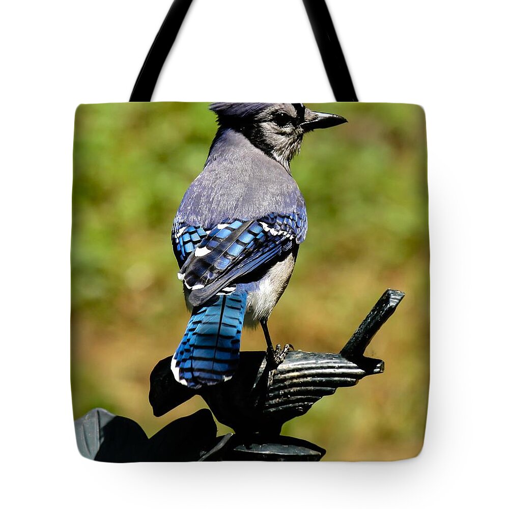Bluejay Tote Bag featuring the photograph Bird on a bird by Robert L Jackson