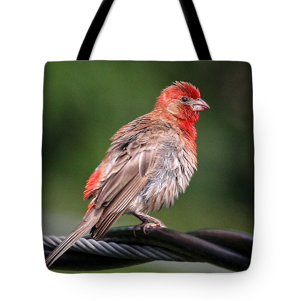 Birds Tote Bag featuring the photograph High Wire Act by Geoff Crego