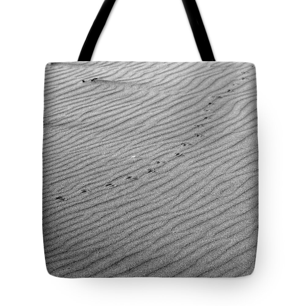 Birds Tote Bag featuring the photograph Bird Prints on Beach by Josh Bryant