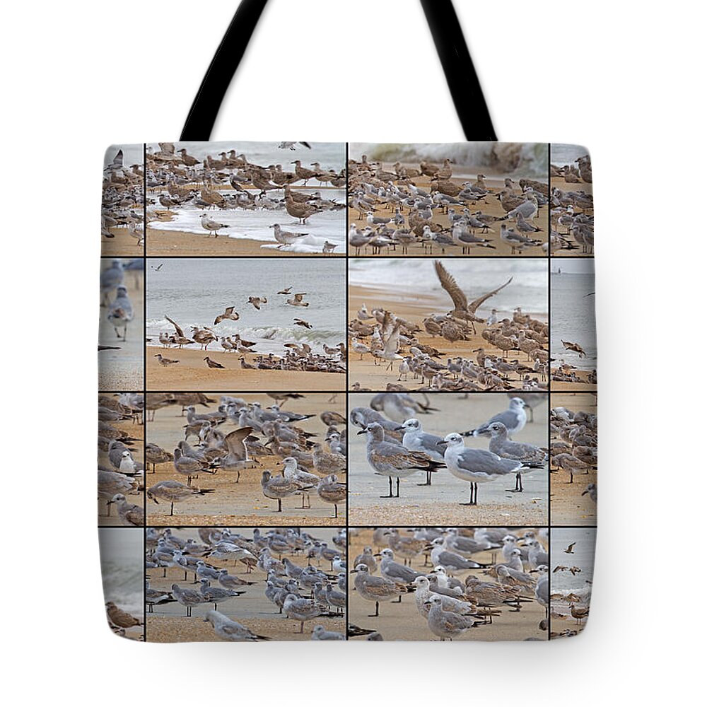 Seagull Tote Bag featuring the photograph Birds of Many Feathers by Betsy Knapp