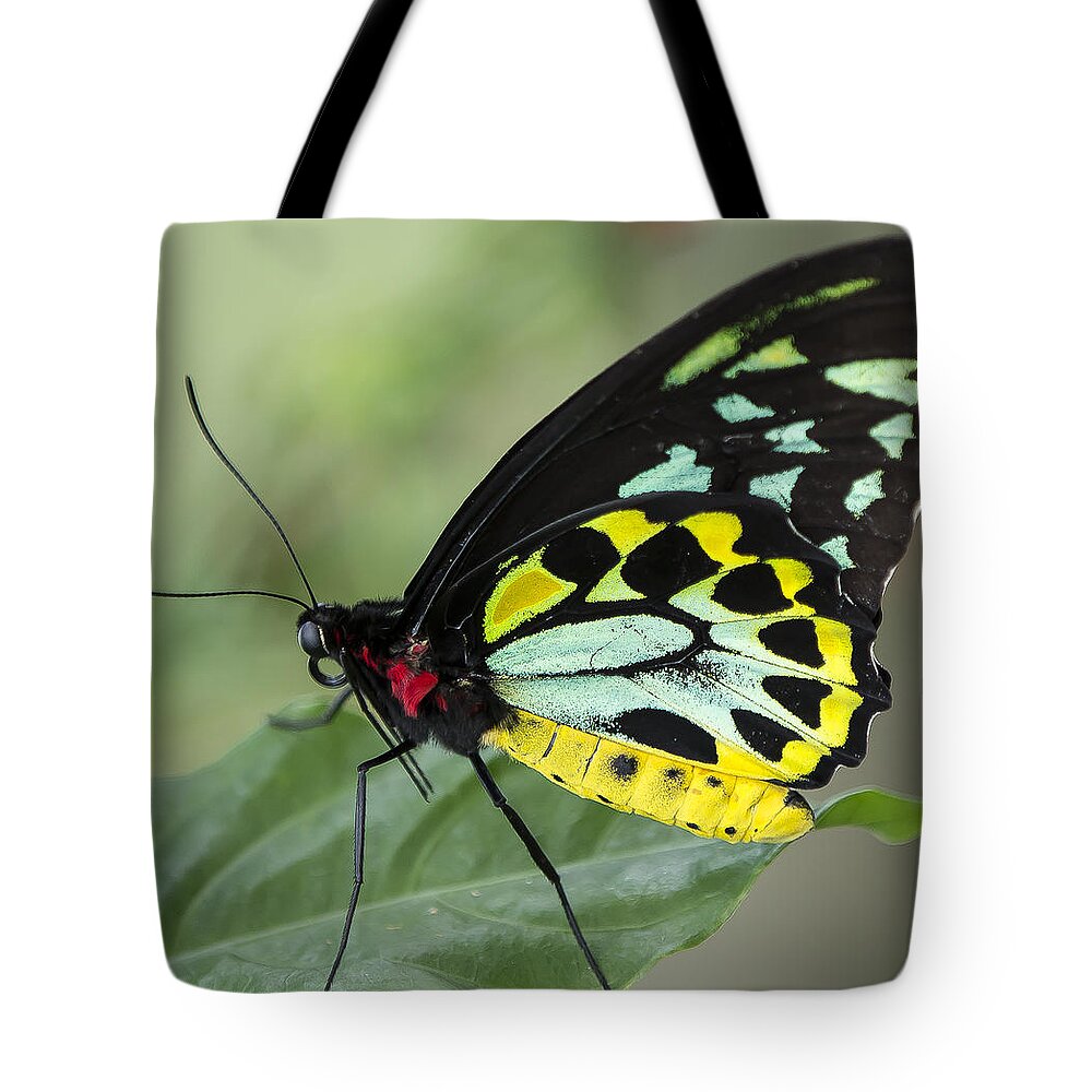 Tropical Tote Bag featuring the photograph Birdwing Butterfly by Sean Allen