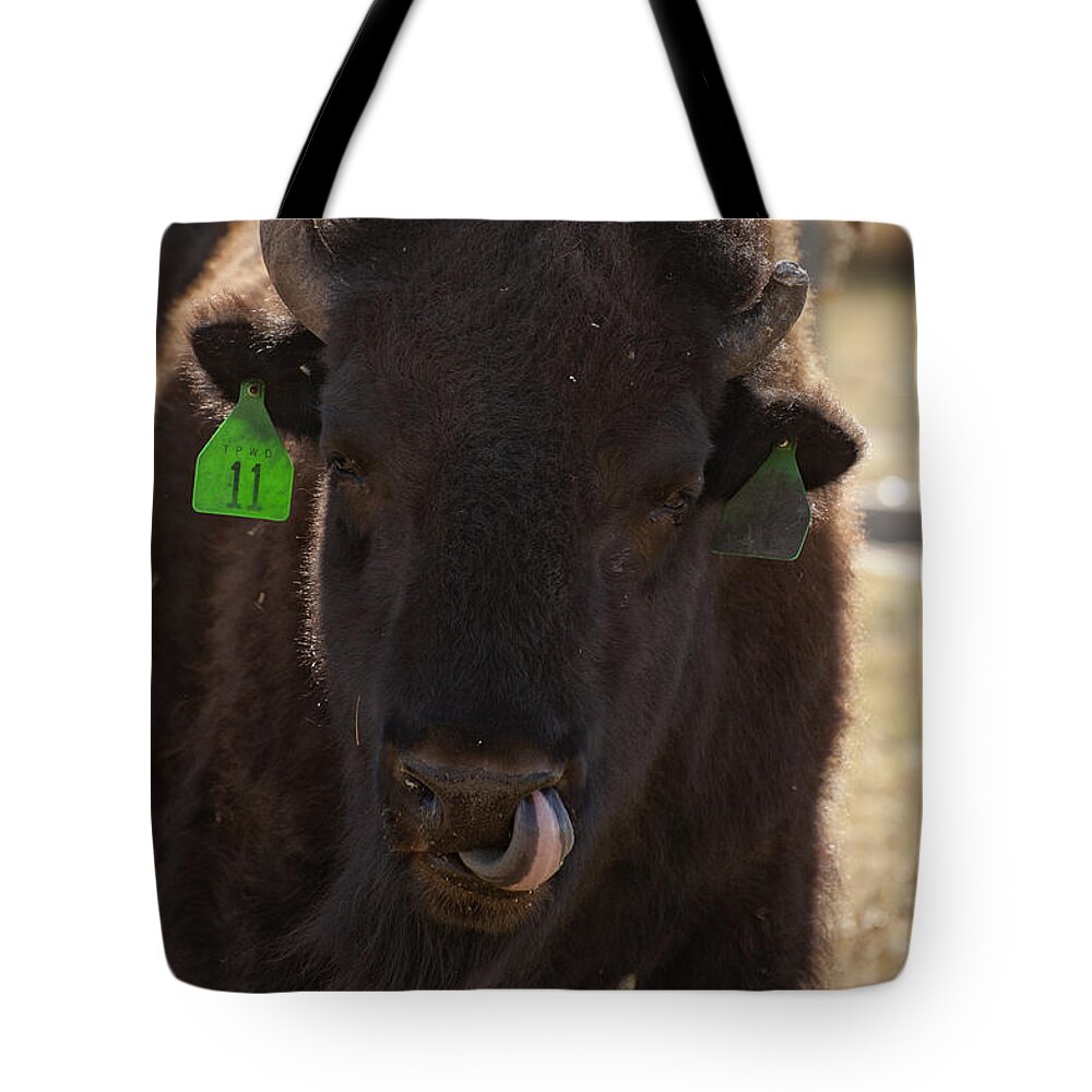 Animals Art Tote Bag featuring the photograph Bison One Horn Tongue in Nose by Melany Sarafis