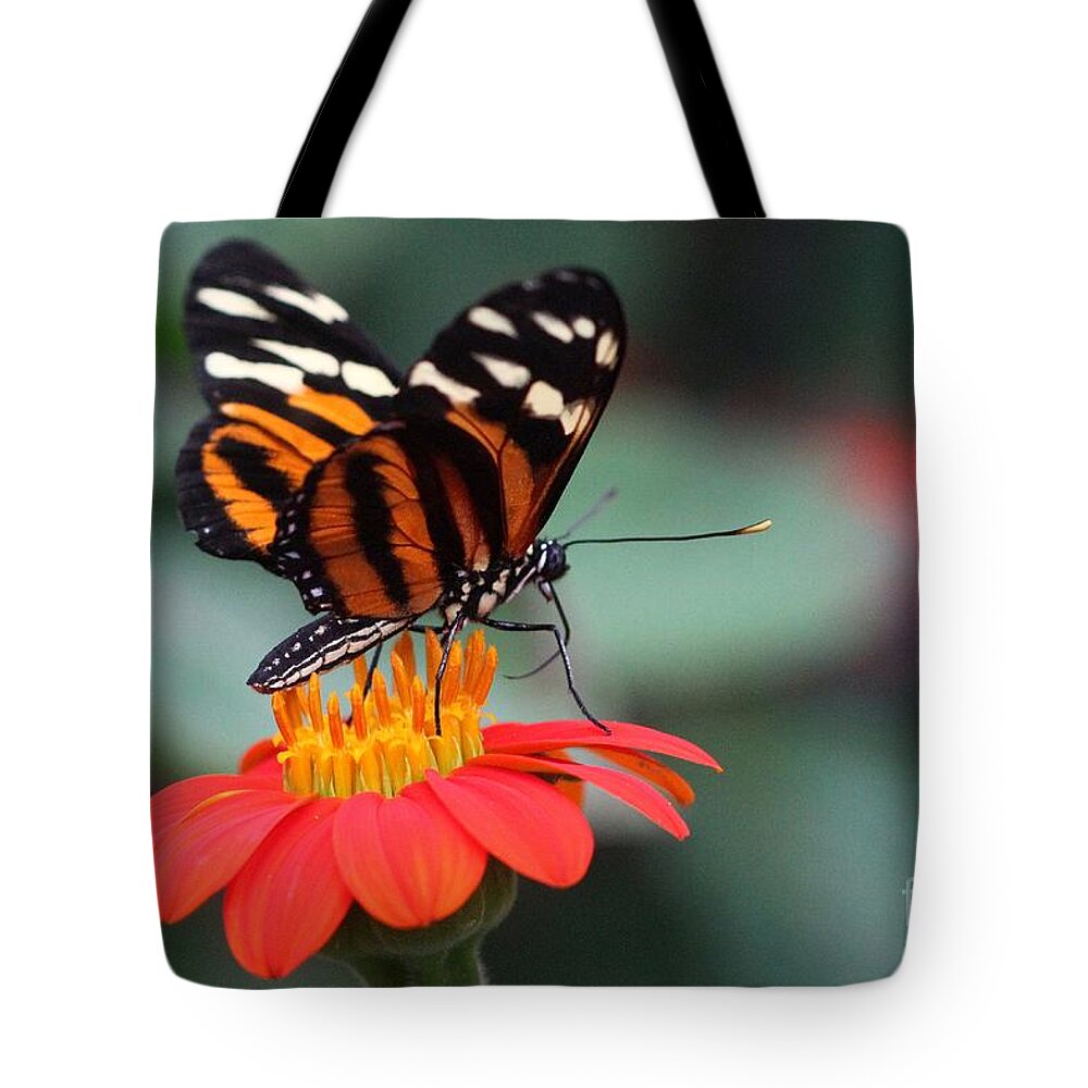 Butterfly Tote Bag featuring the photograph Black and Brown Butterfly on a Red Flower by Jeremy Hayden