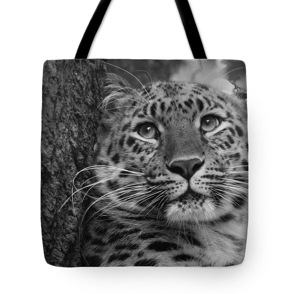Animal Tote Bag featuring the photograph Black and White Amur Leopard by Chris Boulton
