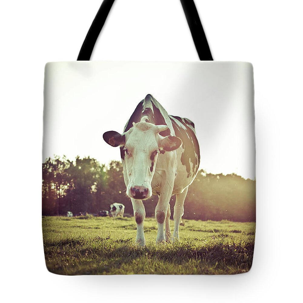Grass Tote Bag featuring the photograph Black And White Cow by Abitofsas Photography Www.abitofsas.com