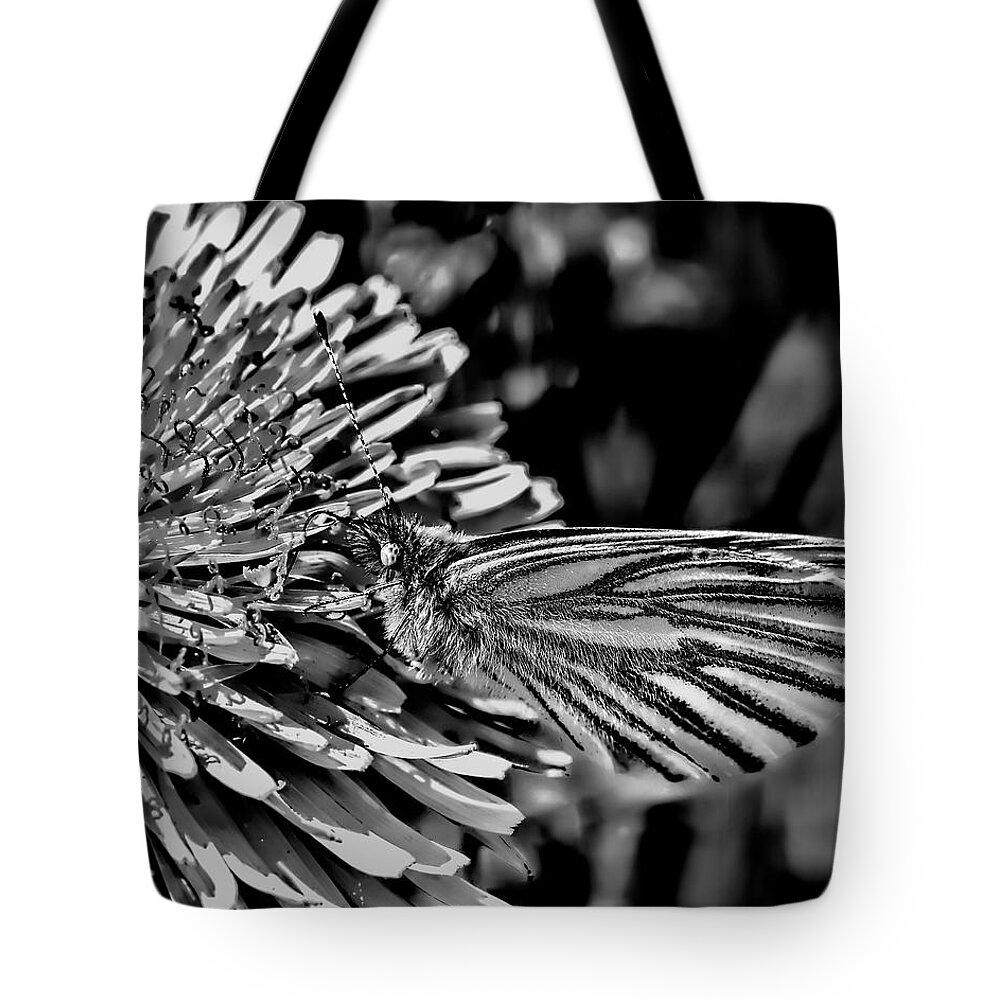 Black And White Tote Bag featuring the photograph Black and white #Green-veined #white #butterfly collecting nectar from a flowering yellow dandelion. by Leif Sohlman