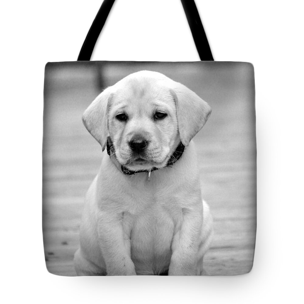 Puppy Prints Tote Bag featuring the photograph Black and White Puppy by Kristina Deane