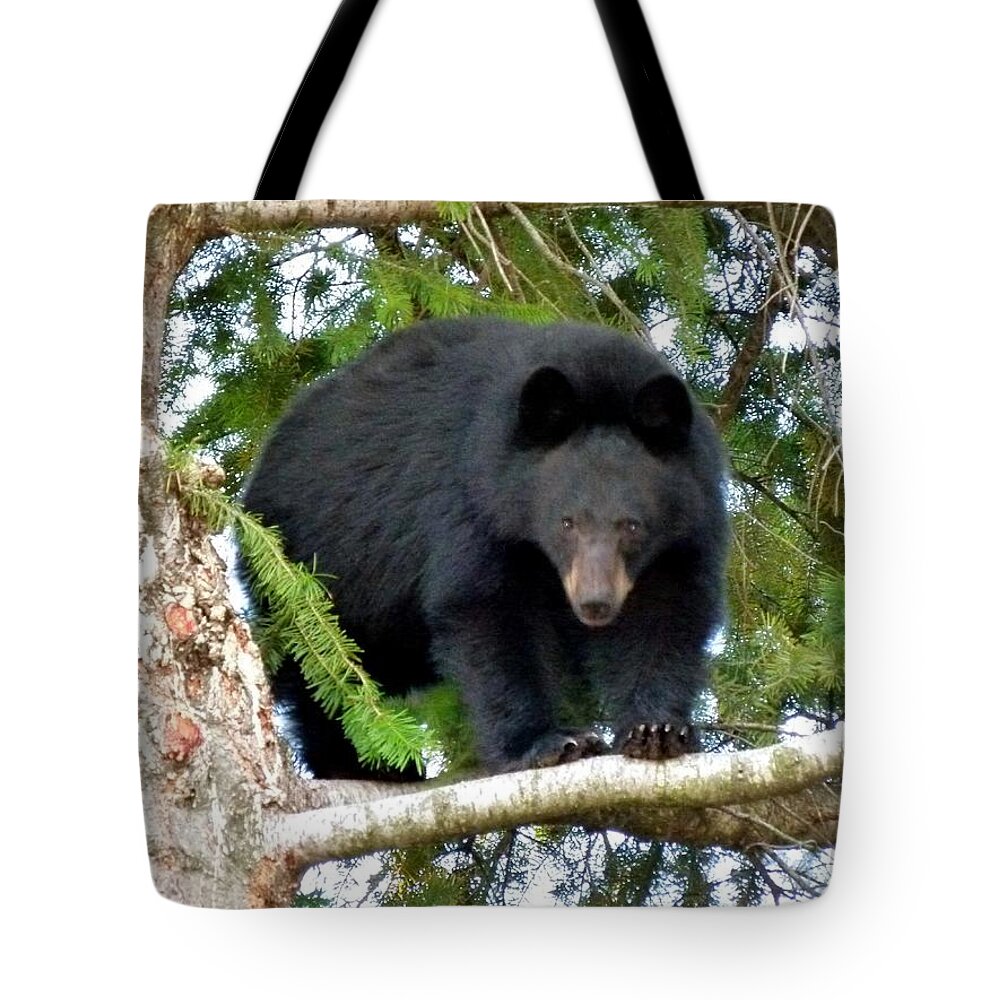Black Bear 2 Tote Bag featuring the photograph Black Bear 2 by Will Borden