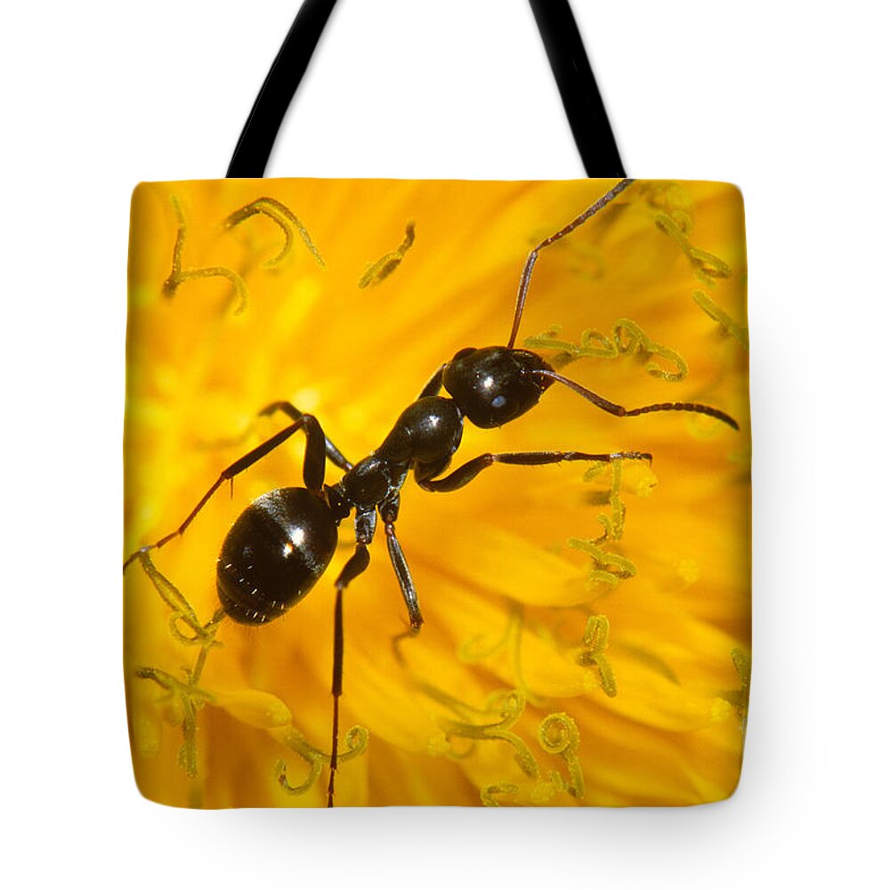Black Carpenter Ant Tote Bag featuring the photograph Black Carpenter Ant On Flower by Larry West