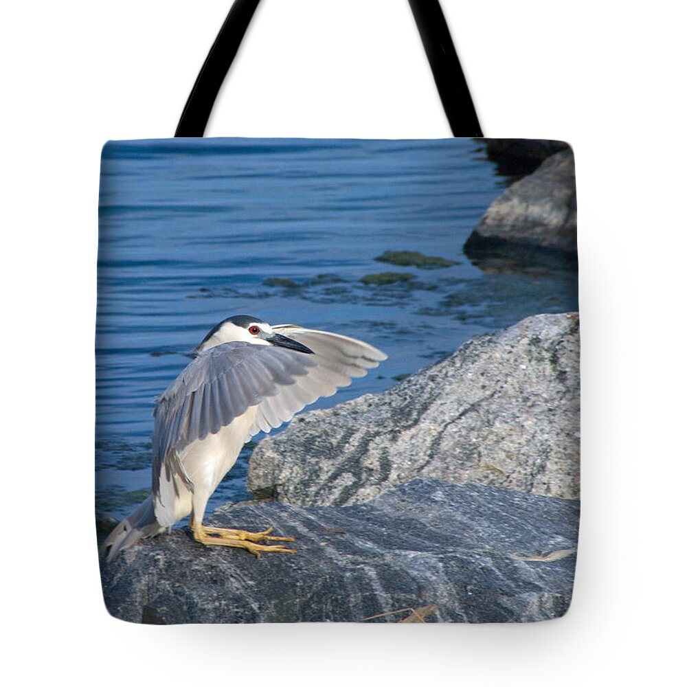 Heron Tote Bag featuring the photograph Black Crowned Night Heron by Greg Graham