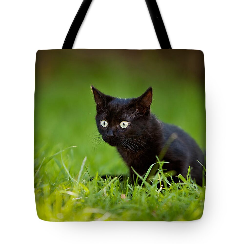 Black Cat Tote Bag featuring the photograph Black Kitten by Ian Good