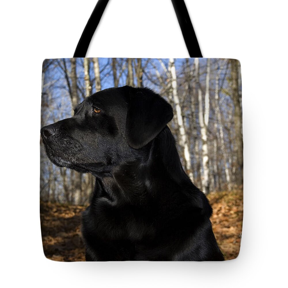 Black Lab Tote Bag featuring the photograph Black Labrador by Linda Freshwaters Arndt