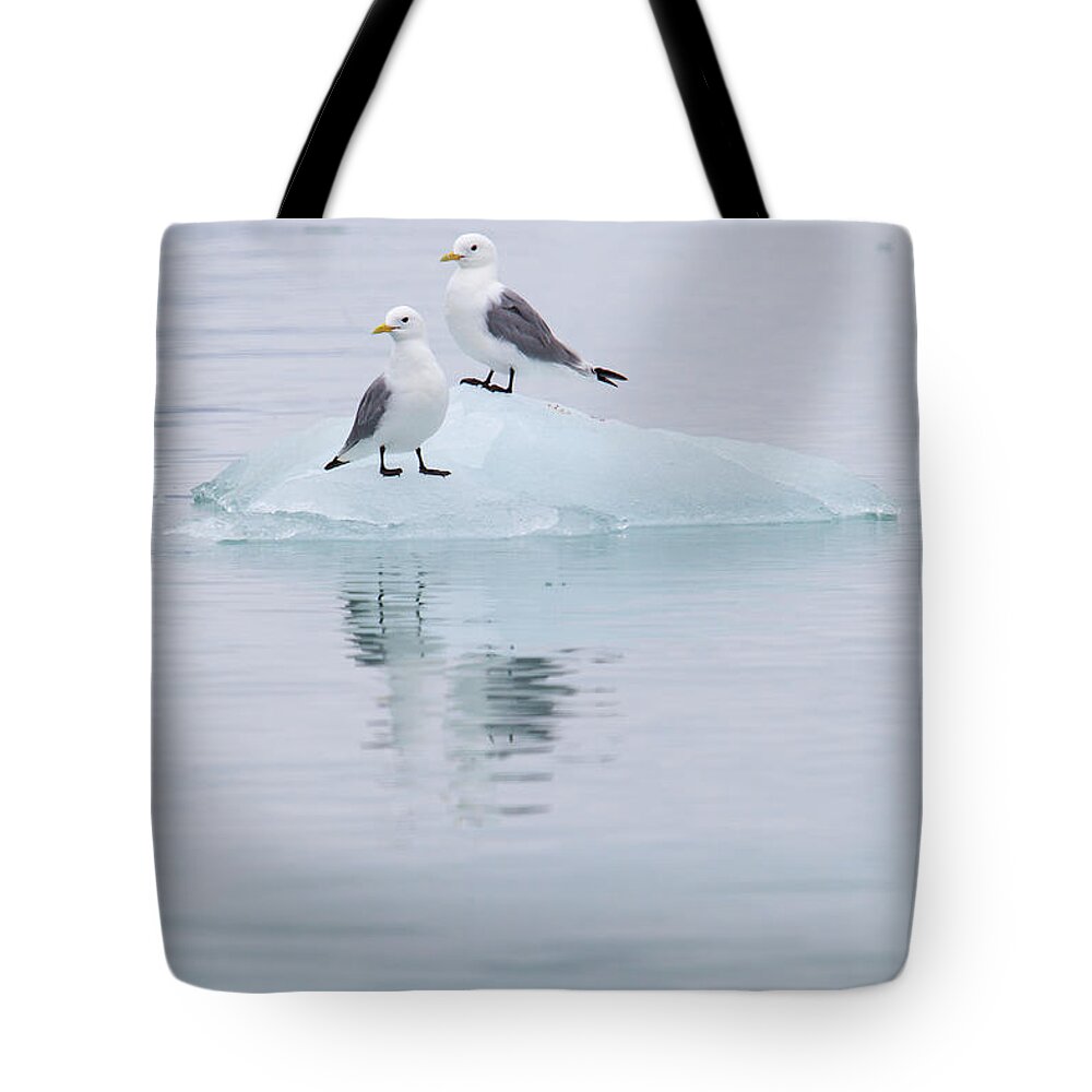 Kittiwake Tote Bag featuring the photograph Black-legged Kittiwakes Sitting On Ice by Anna Henly