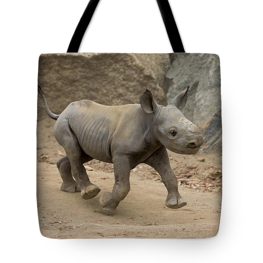 San Diego Zoo Tote Bag featuring the photograph Black Rhinoceros Calf Running by San Diego Zoo