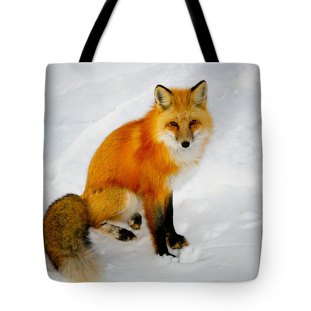 Fox Tote Bag featuring the photograph Black Socks Fox by Juli Ellen