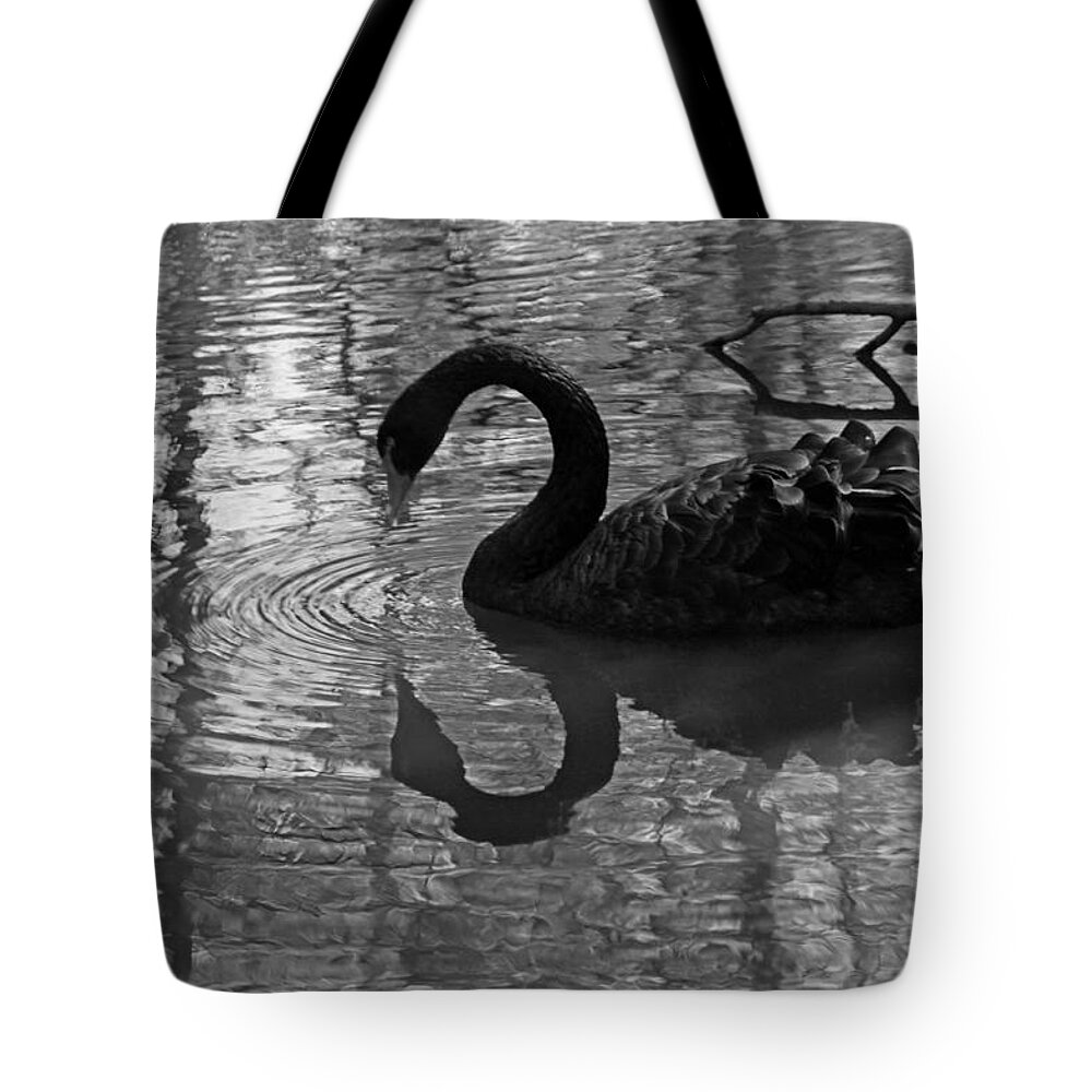 Photograph Tote Bag featuring the photograph Black Swan V in Black and White by Suzanne Gaff