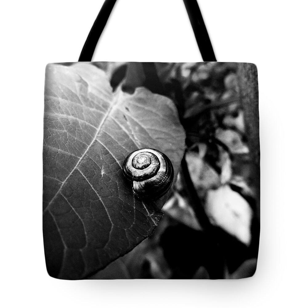 Snail Tote Bag featuring the photograph Black Swirl by Zinvolle Art