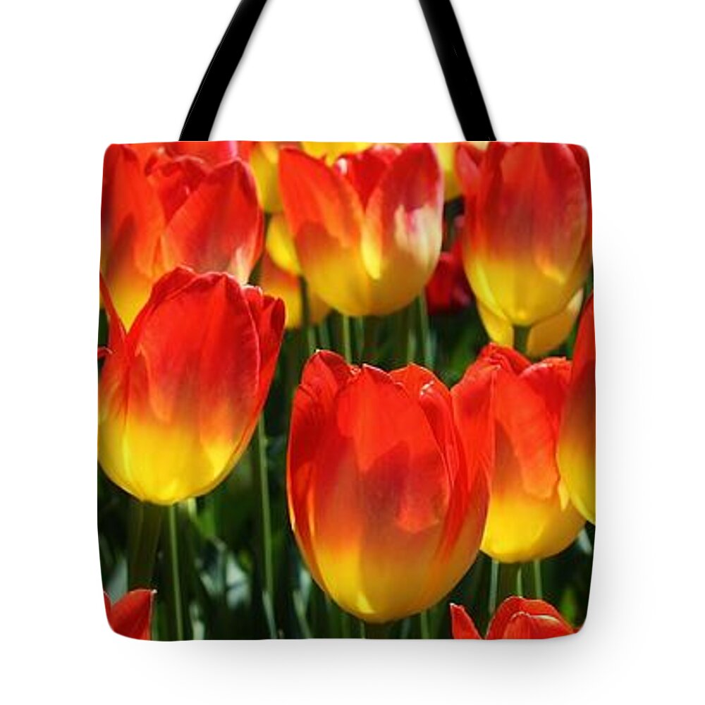 Flora Tote Bag featuring the photograph Blazing Color by Bruce Bley