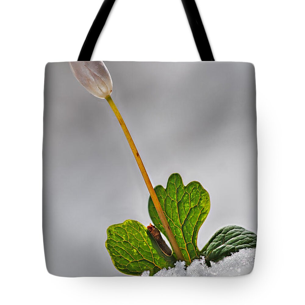2011 Tote Bag featuring the photograph Bloodroot in Snow by Robert Charity