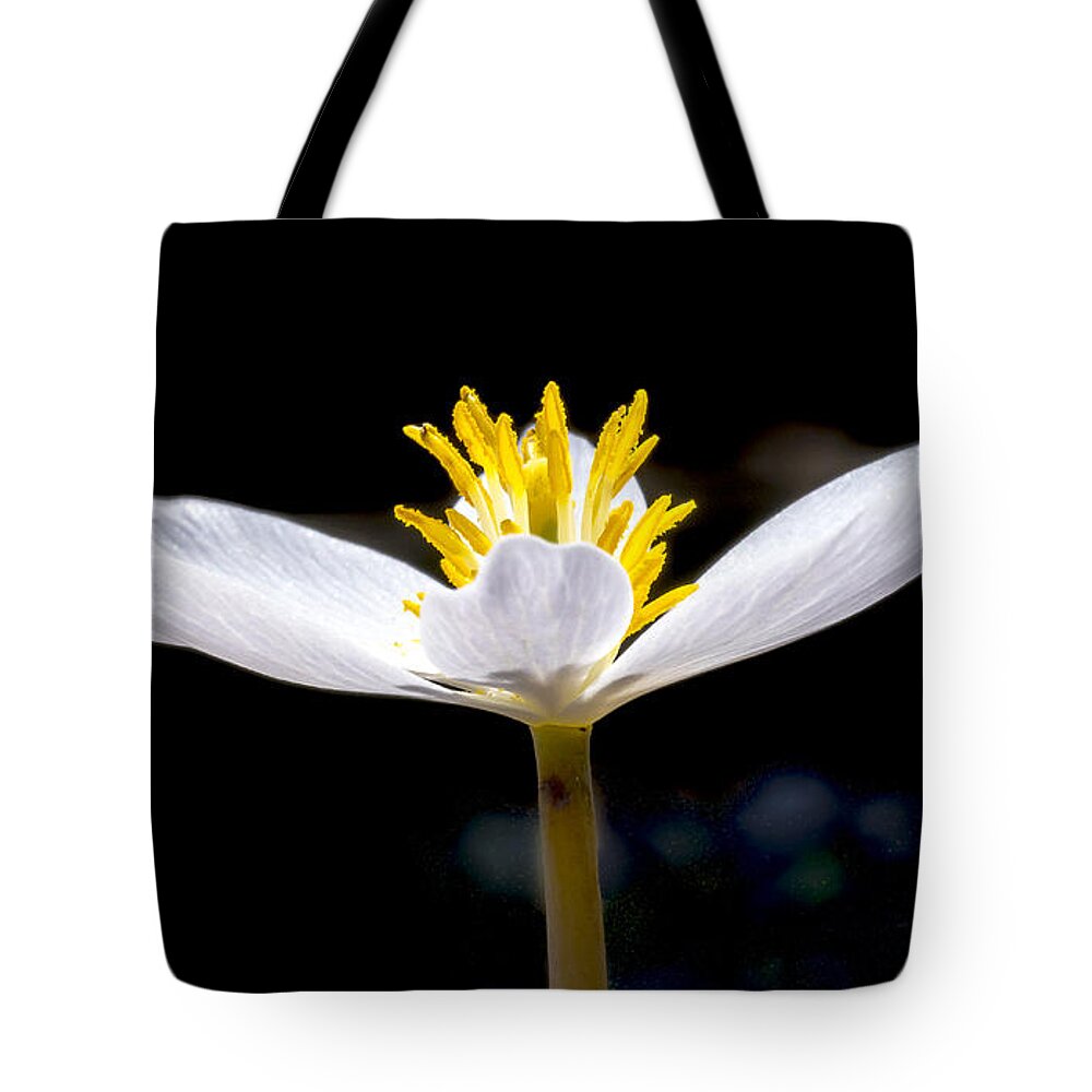Flowers Tote Bag featuring the photograph Bloodroot 1 by Steven Ralser