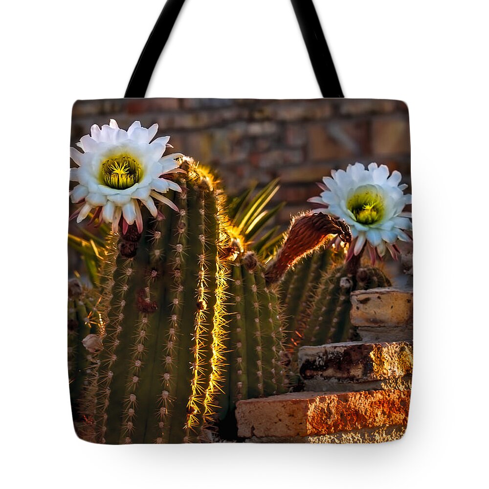 Argentine Giant Tote Bag featuring the photograph Blooming Cactus by Robert Bales