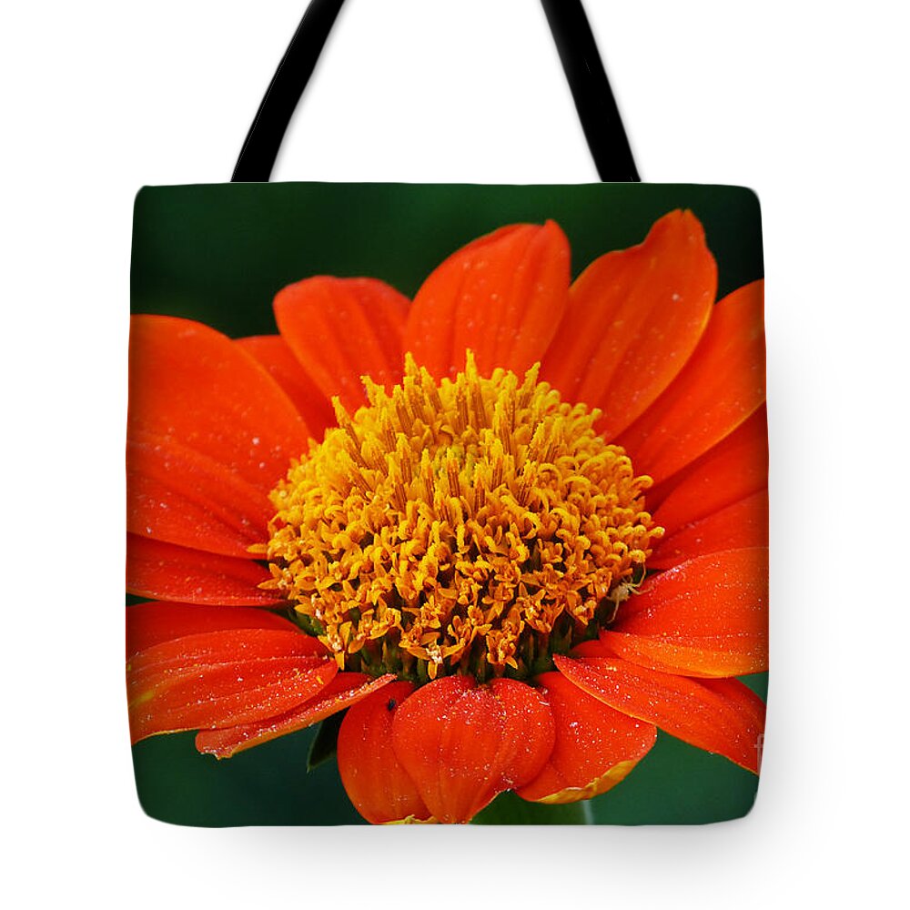 Orange Flower Tote Bag featuring the photograph Blooming Flower by Marguerita Tan