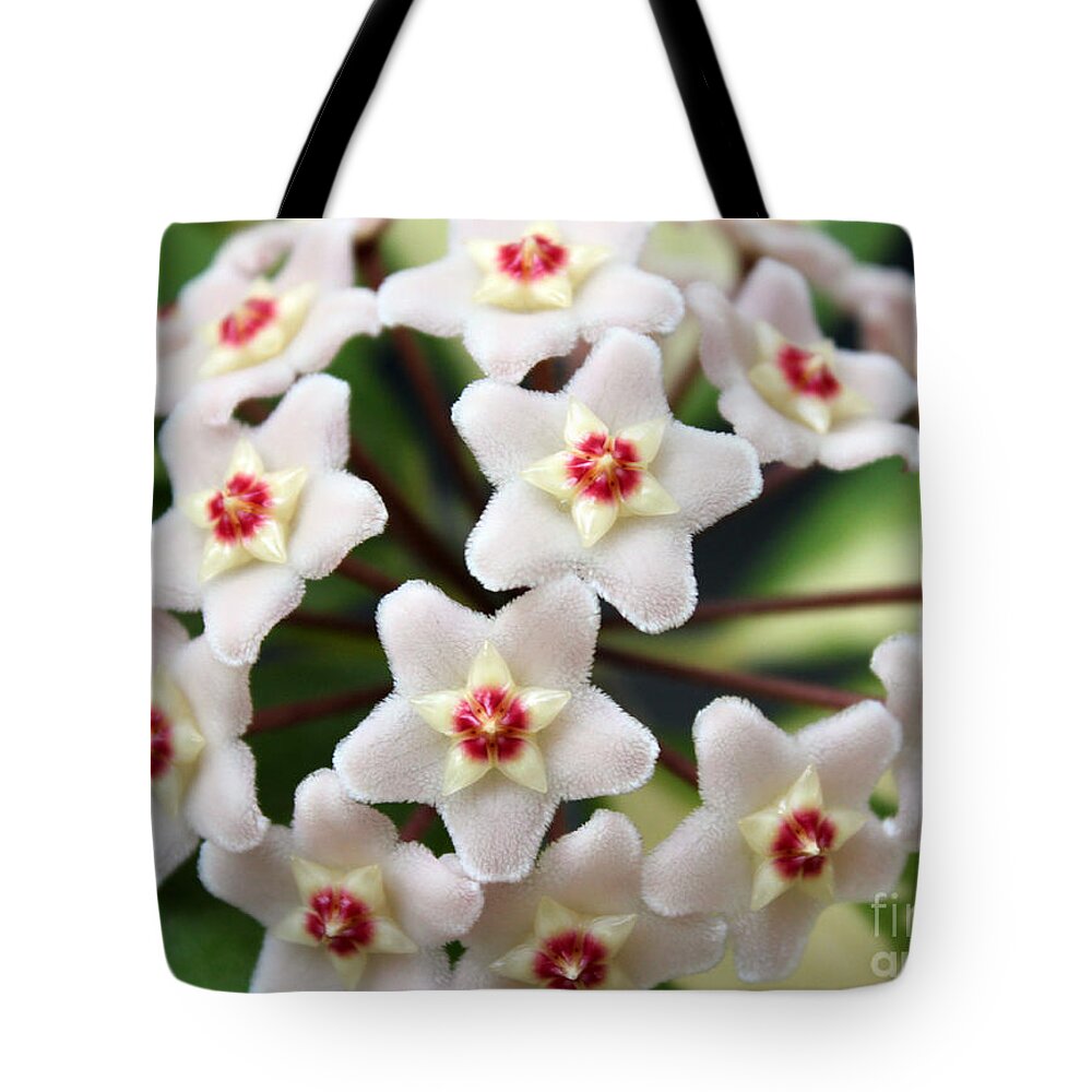Flower Tote Bag featuring the photograph Blossom Explosion by Debbie Hart