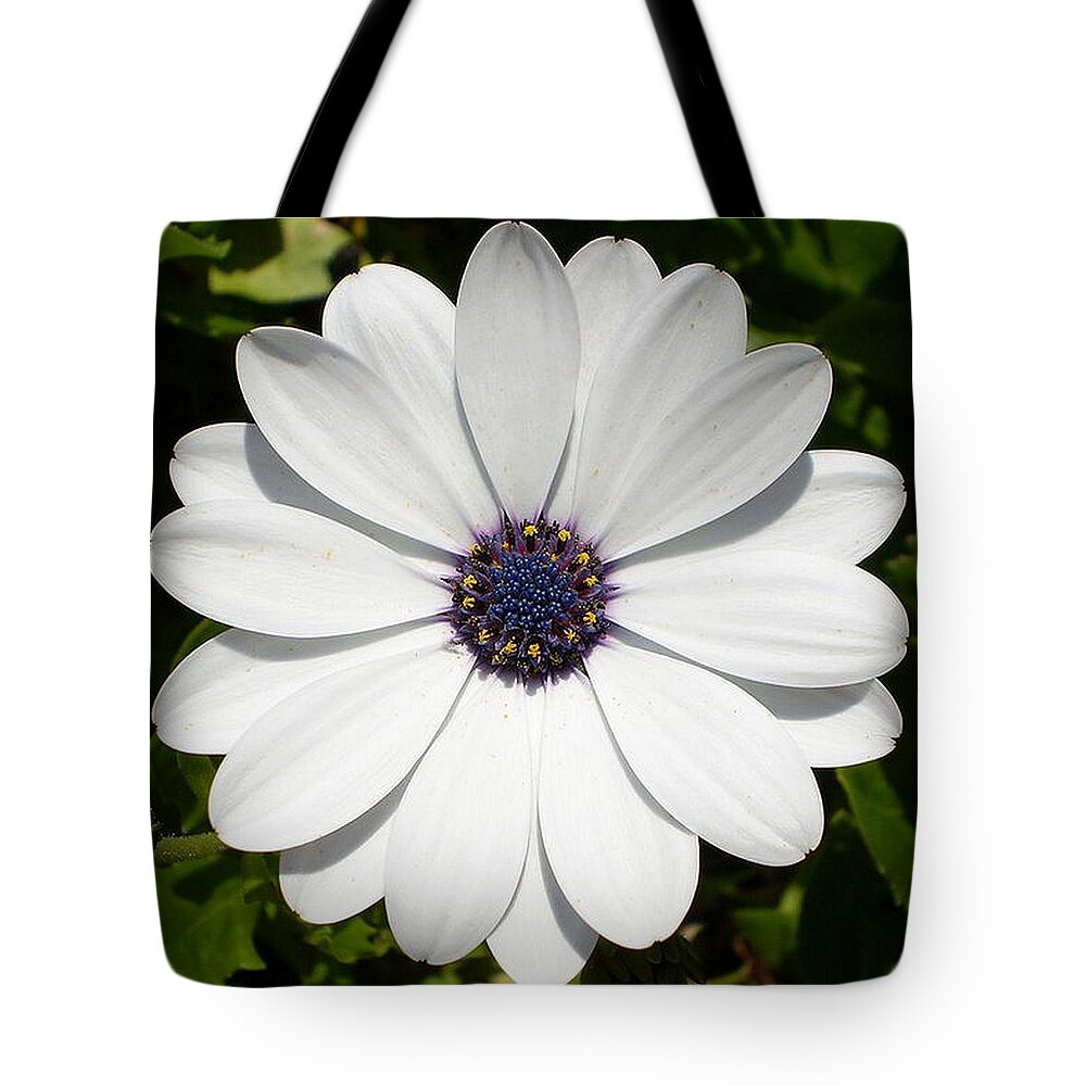 Birthday Tote Bag featuring the photograph Blossoming White Osteospermum by Taiche Acrylic Art