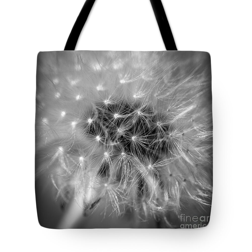 1x1 Tote Bag featuring the photograph Blowball  by Hannes Cmarits