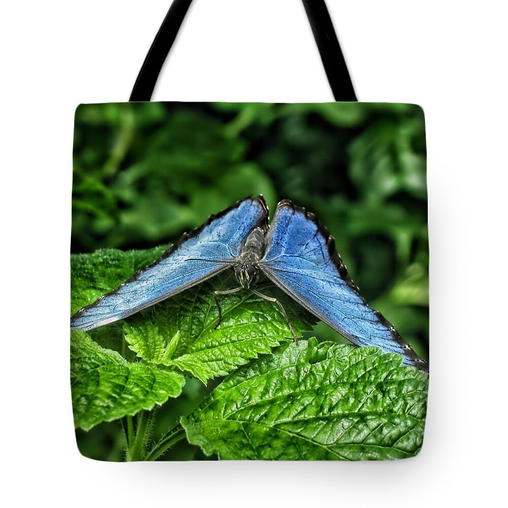 Animals Tote Bag featuring the photograph Blue Butterfly by Thomas Woolworth