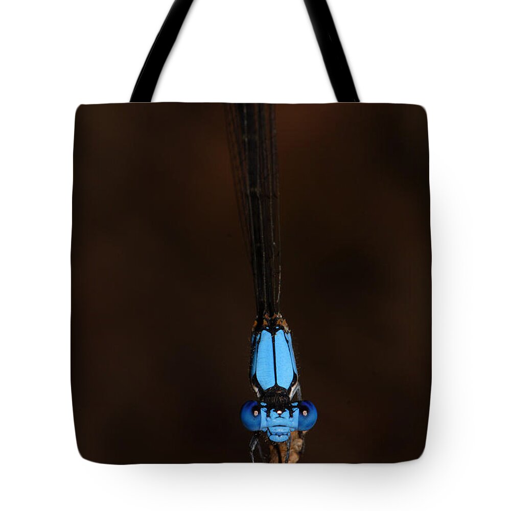 Blue Dancer Damselfly Tote Bag featuring the photograph Blue Dancer Damselfly by Daniel Reed