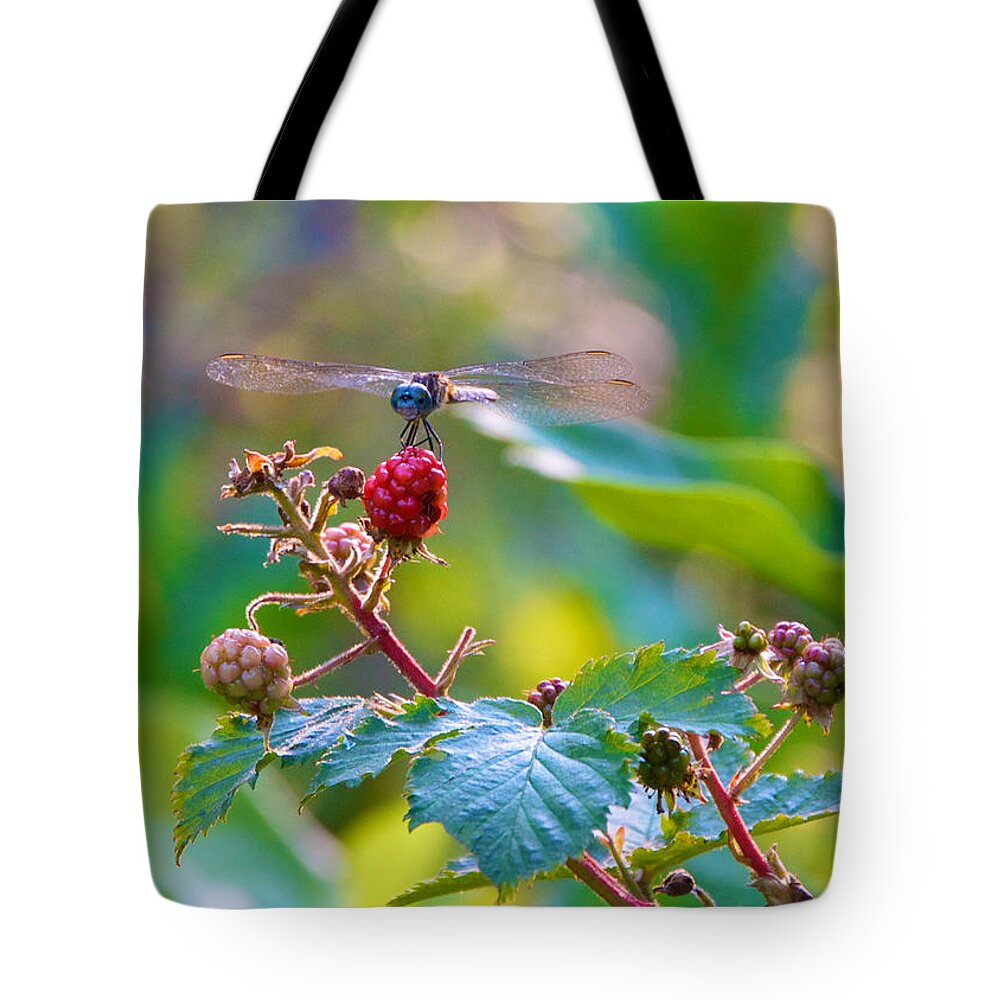 Bugs Tote Bag featuring the photograph Blue Dragonfly on Berry by Kristin Hatt