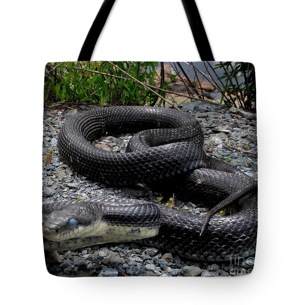 Blue Eyed Black Rat Snake North American Snakes North American Reptiles North American Biodiversity Tote Bag featuring the photograph Blue Eyed Black Snake by Joshua Bales