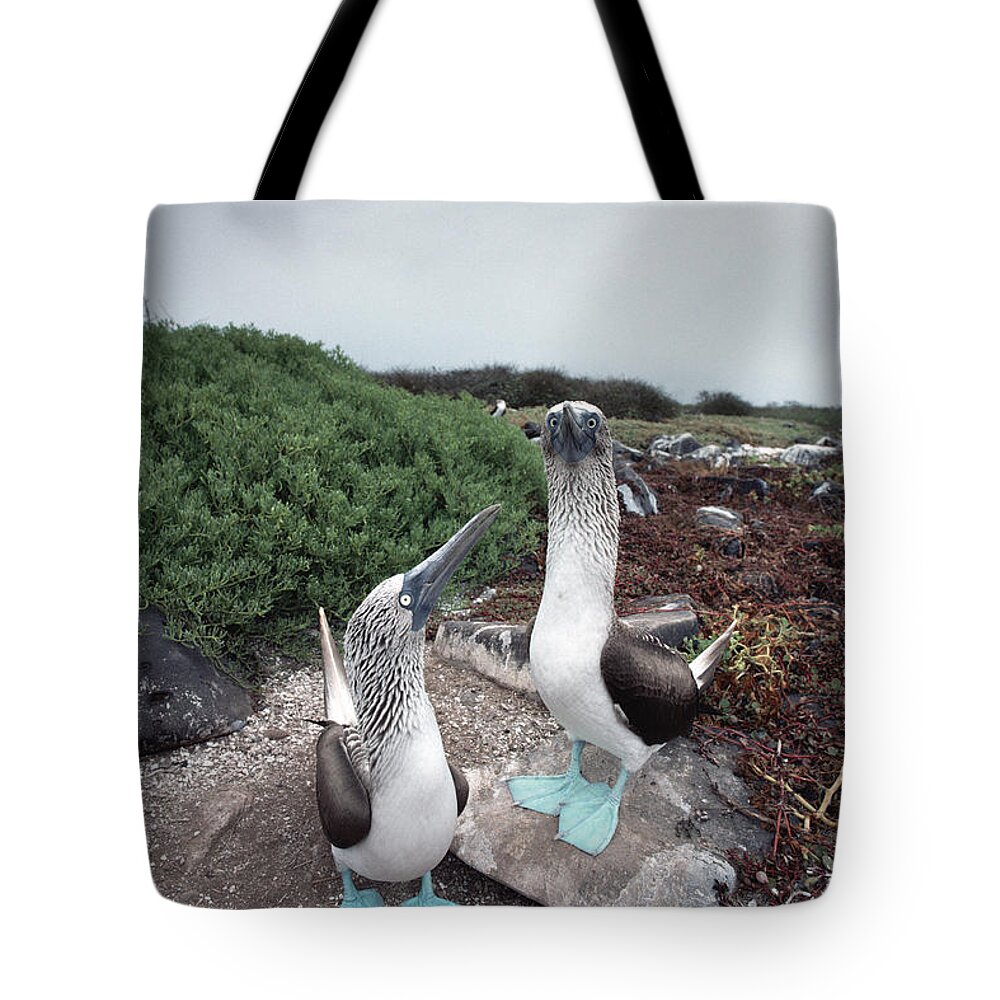 Feb0514 Tote Bag featuring the photograph Blue-footed Booby Pair Courting by Tui De Roy