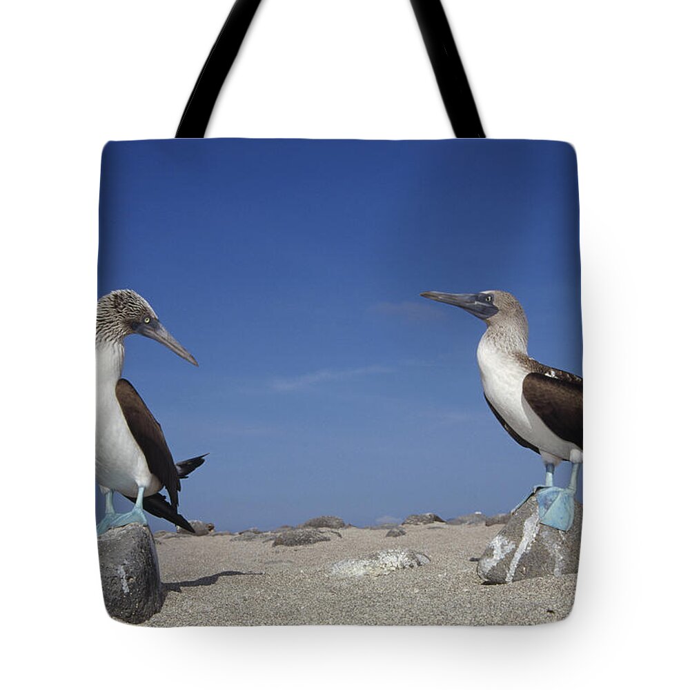 Feb0514 Tote Bag featuring the photograph Blue-footed Booby Pair Galapagos Islands by Tui De Roy