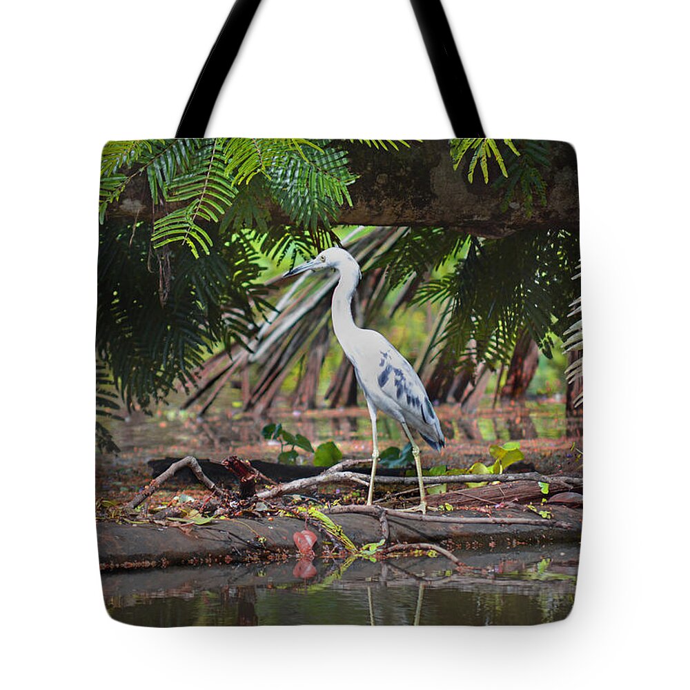 Blue Heron Tote Bag featuring the photograph Blue Heron Tortuguero Costa Rica by Gary Keesler