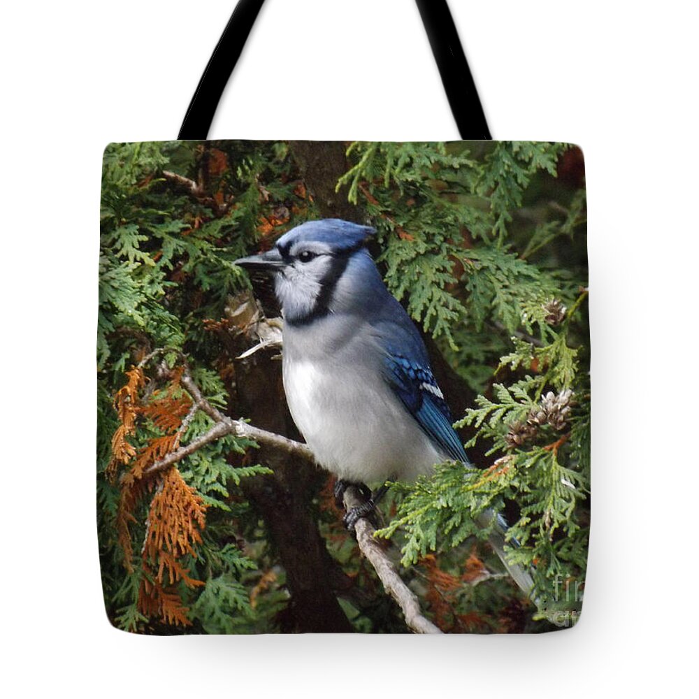 Blue Jay Tote Bag featuring the photograph Blue Jay in cedar tree 2 by Brenda Brown