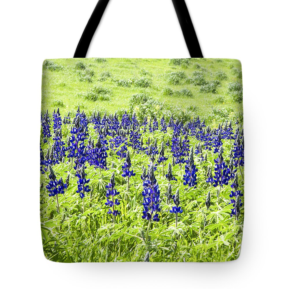 Blue Lupin Tote Bag featuring the photograph Blue Lupine by Eyal Bartov