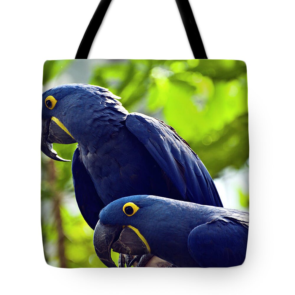 Macaw Tote Bag featuring the photograph Blue Macaws by Ray Sandusky / Brentwood, Tn