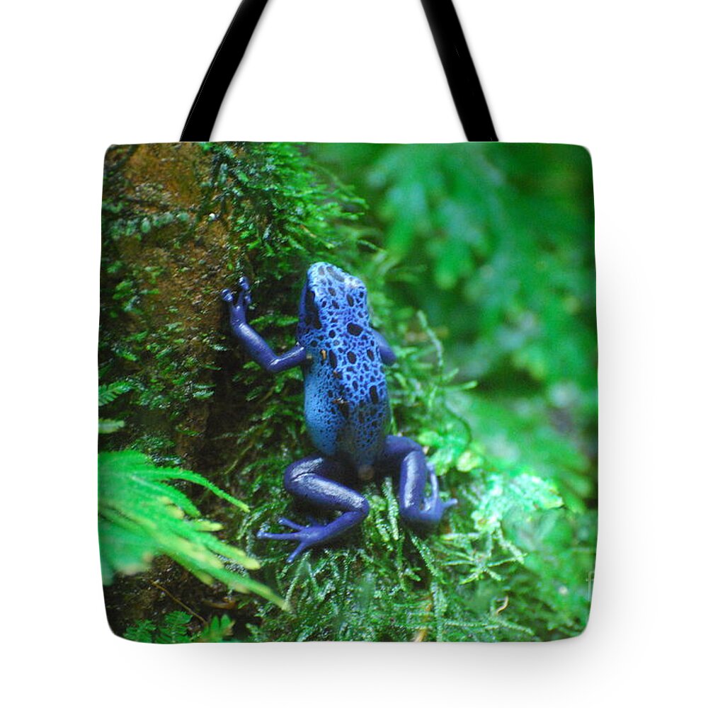 Poison Dart Frog Tote Bag featuring the photograph Blue Poison Dart Frog by DejaVu Designs