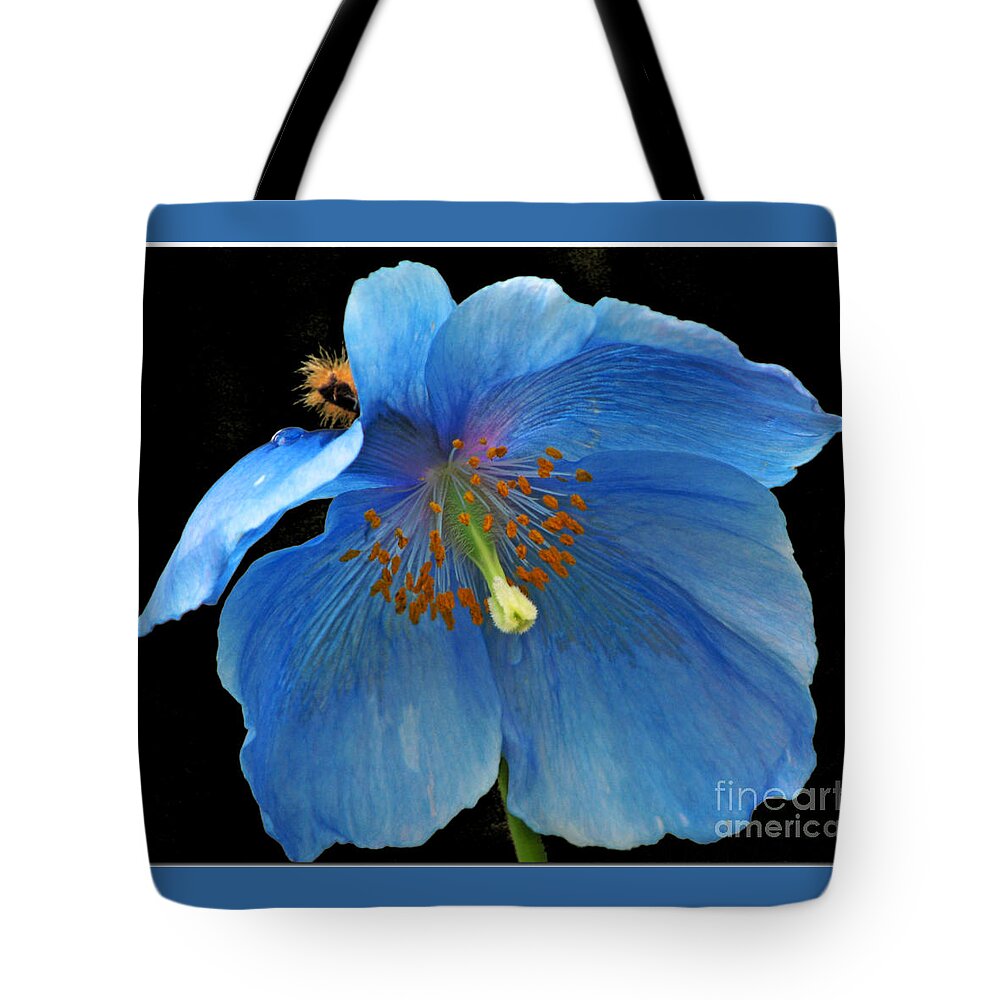 Rhododendron Species Foundation Tote Bag featuring the photograph Blue Poppy on Black by Chris Anderson