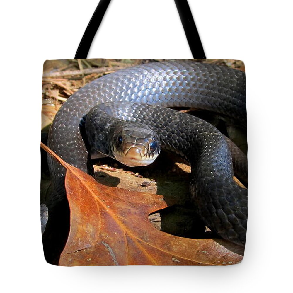 Blue Racer Tote Bag featuring the photograph Blue Racer by Joshua Bales