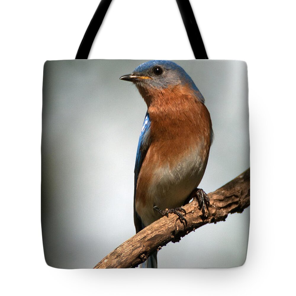 Eastern Bluebird Tote Bag featuring the photograph Bluebird- I See You by Sandra Clark