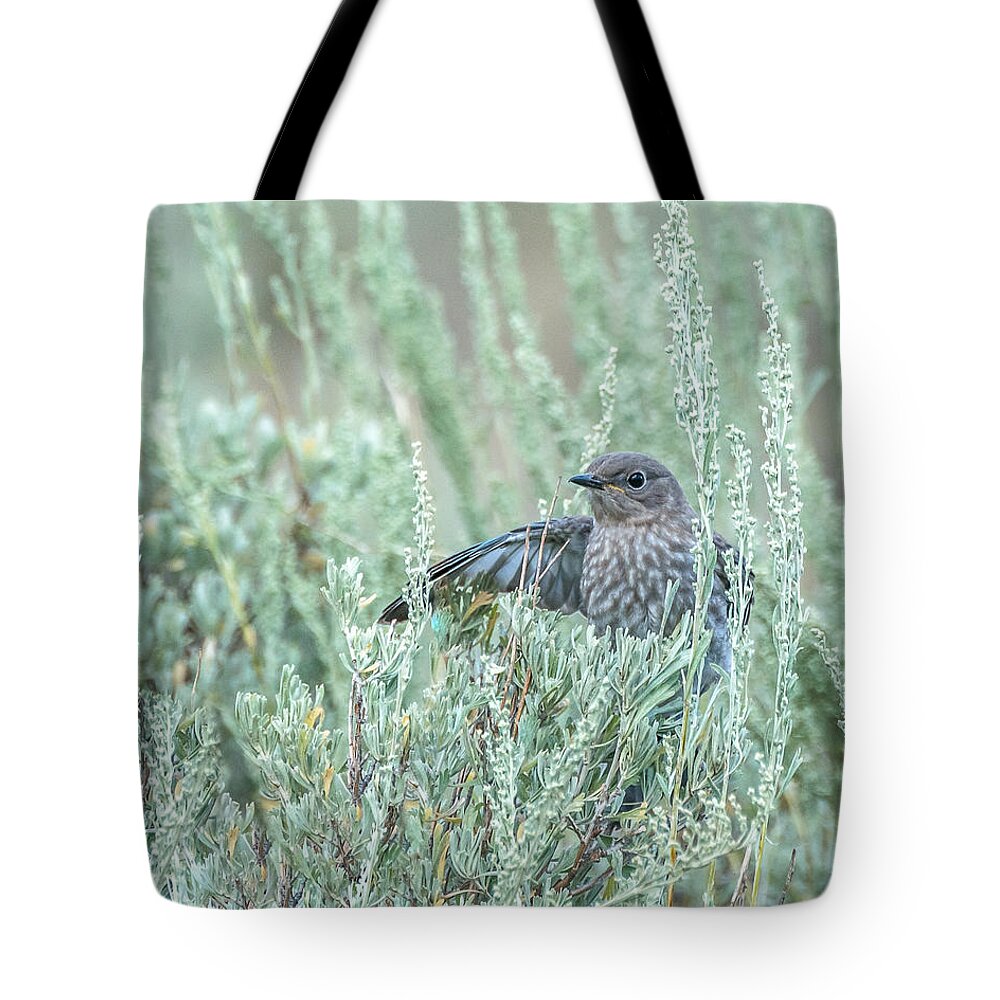 Birds Tote Bag featuring the photograph Bluebird In Sage by Yeates Photography