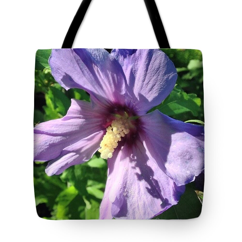 Rsa_nature_flowers Tote Bag featuring the photograph Bluebird Rose Of Sharon From My Garden by Anna Porter