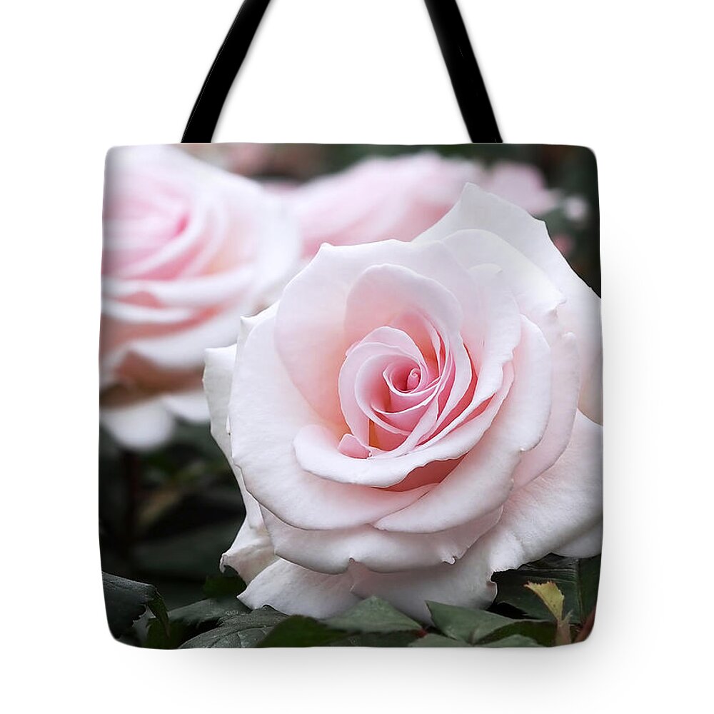 Roses Tote Bag featuring the photograph Blush Pink Roses by Rona Black