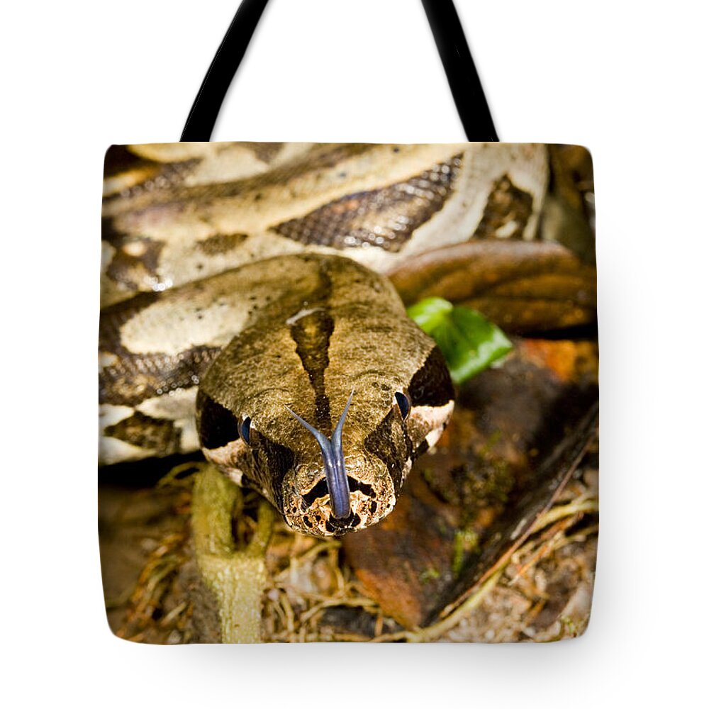 Peru Tote Bag featuring the photograph Boa Constrictor by Gregory G. Dimijian, M.D.